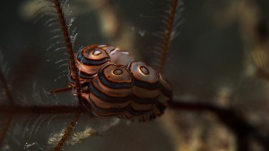 Donut Nudibranch